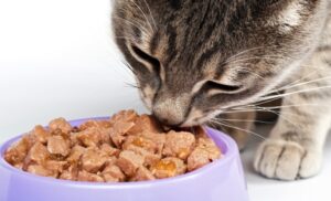 What Is The Best Cat Food For Optimum Health?